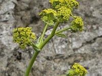 Thapsia villosa 3, Saxifraga-Willem van Kruijsbergen